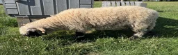 Sheep livestock for sale: Pedigree Registered Blacknose Valais Ewes - Advert 2
