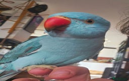 Ringnecks birds for sale: Tame 1yr old male blue Indian Ringneck  - Image 2