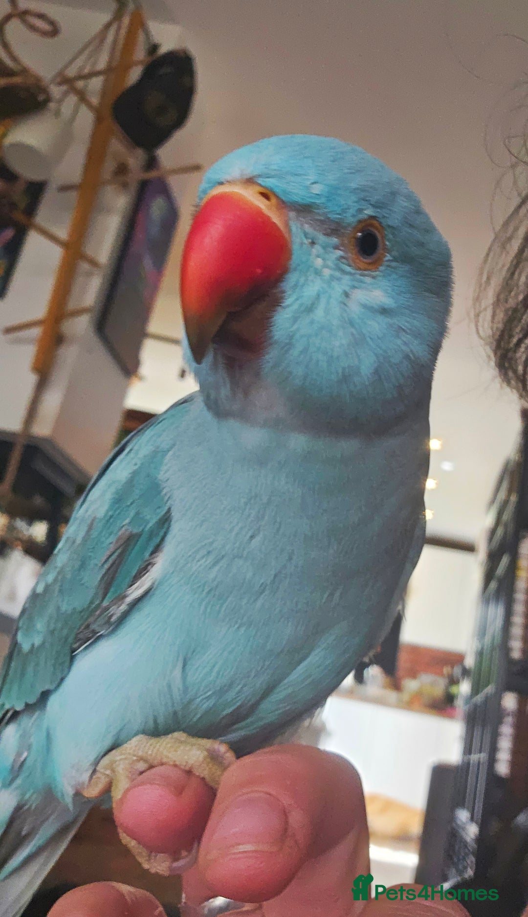 Ringnecks birds for sale: Tame 1yr old male blue Indian Ringneck  - Image 2