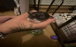 Jack Russell dogs for sale: Beautiful jack Russell terrier puppies  - Image 9