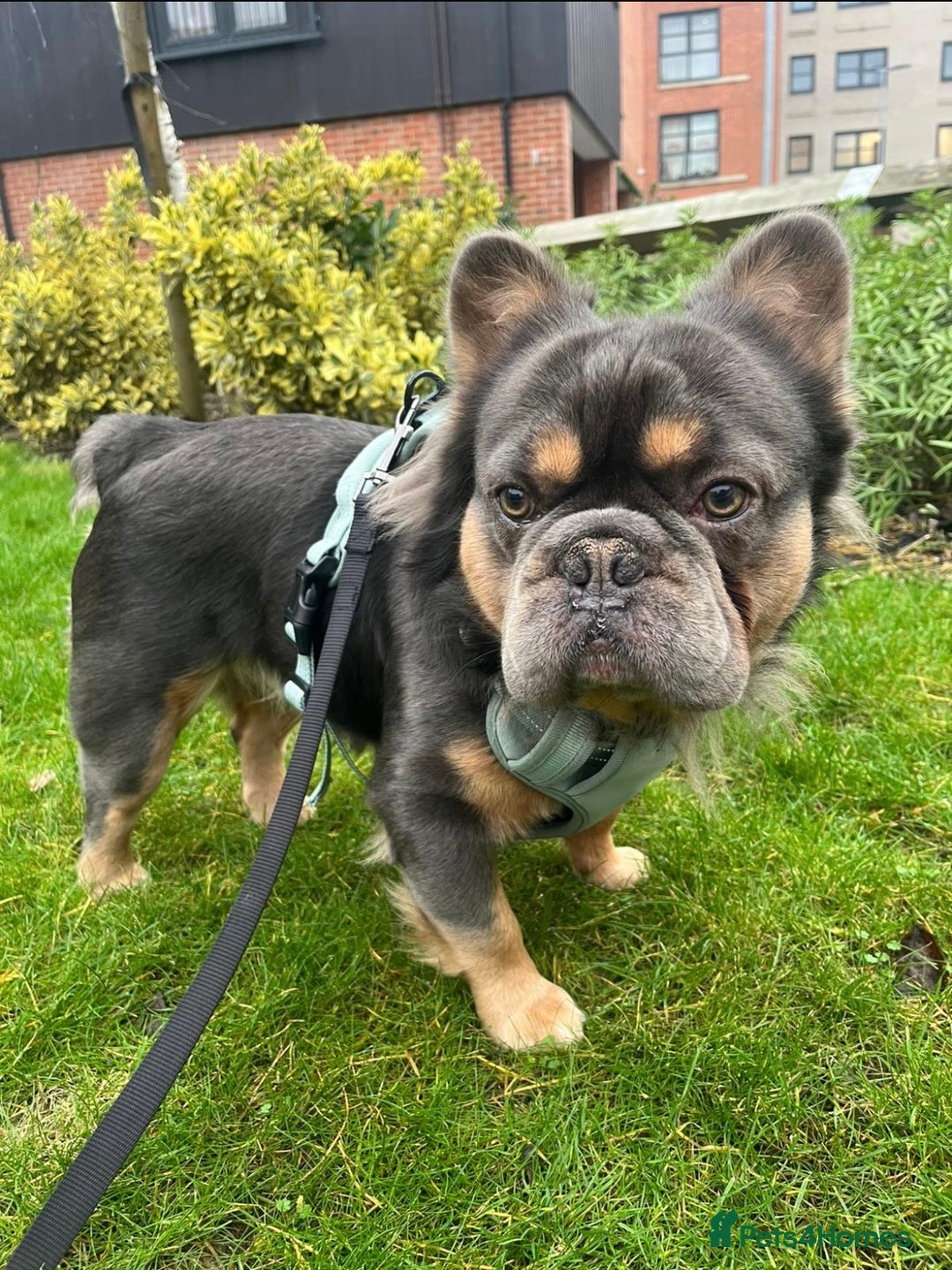 French Bulldog dogs for stud: Blue Fluffy French Bulldog  - Advert 1