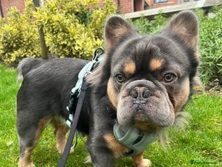 French Bulldog dogs Blue Fluffy French Bulldog - Advert 1