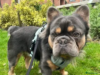 French Bulldog dogs Blue Fluffy French Bulldog - Advert 19