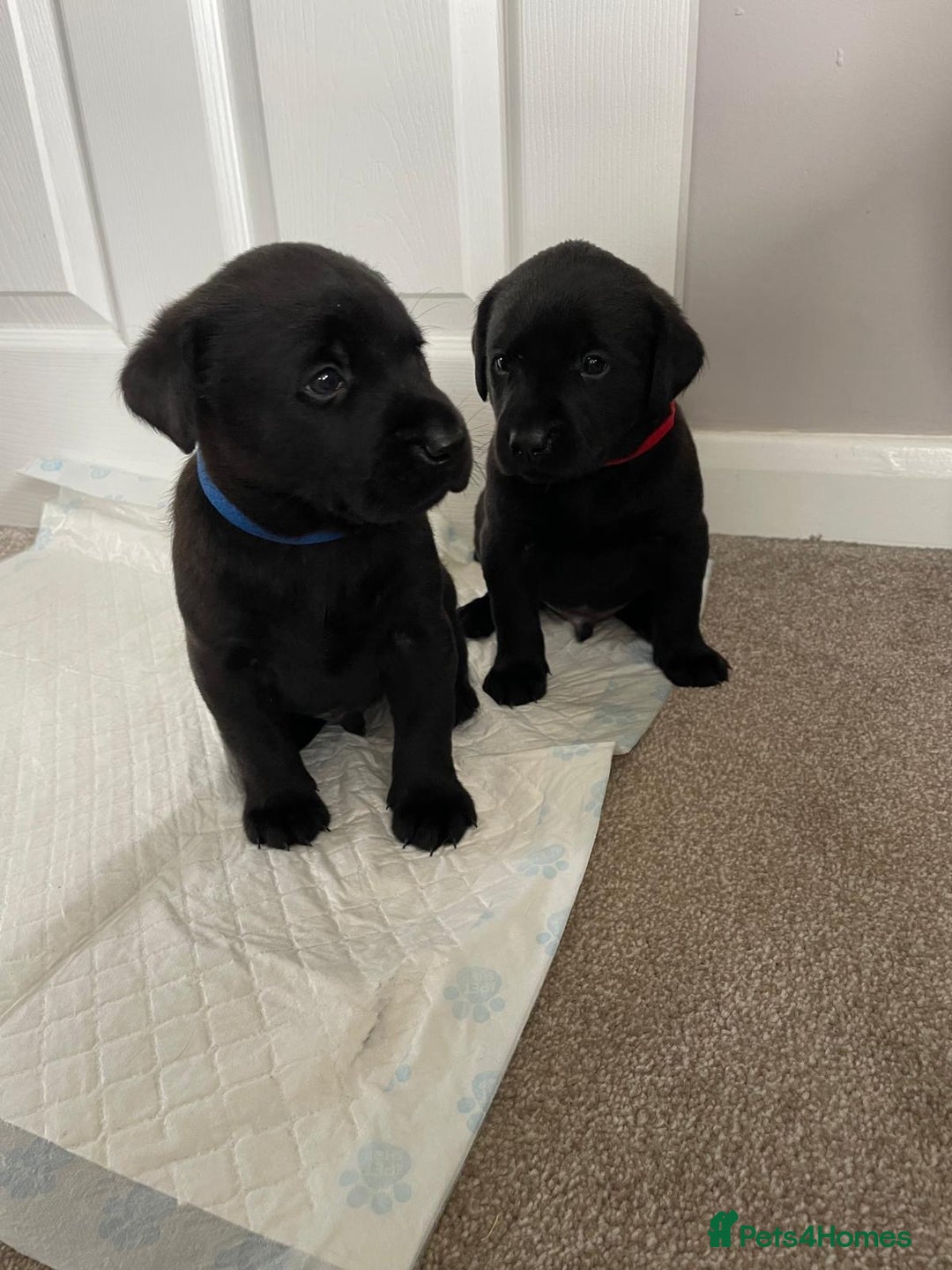 Labrador Retriever dogs for sale: Black Labrador Puppies - Advert 5