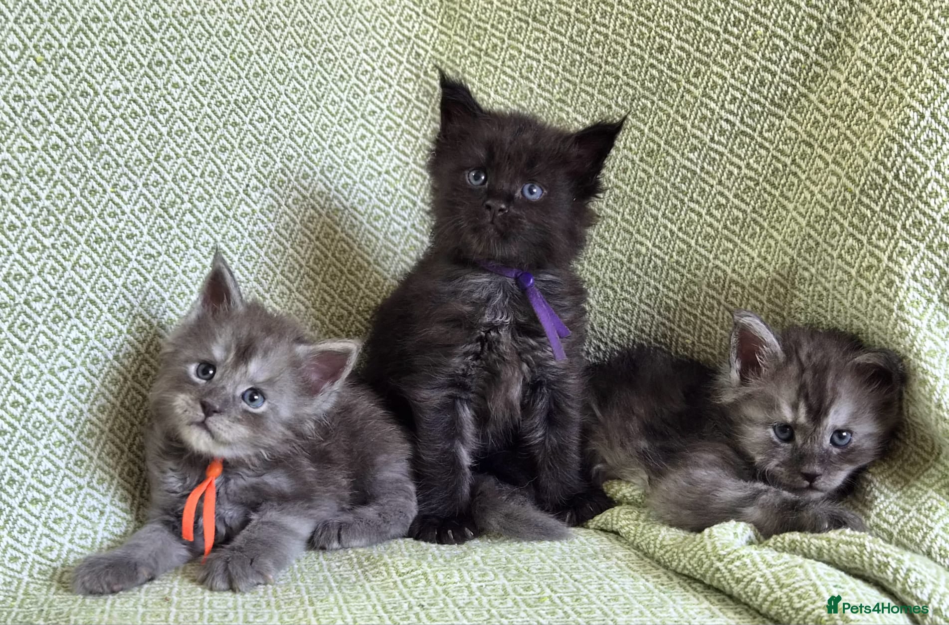 Maine Coon cats Stunning Black And Blue Smoke Pedigree Maine Coons - Advert 1