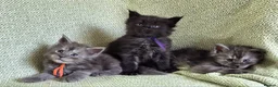Maine Coon cats for sale: Stunning Black And Blue Smoke Pedigree Maine Coons - Advert 13