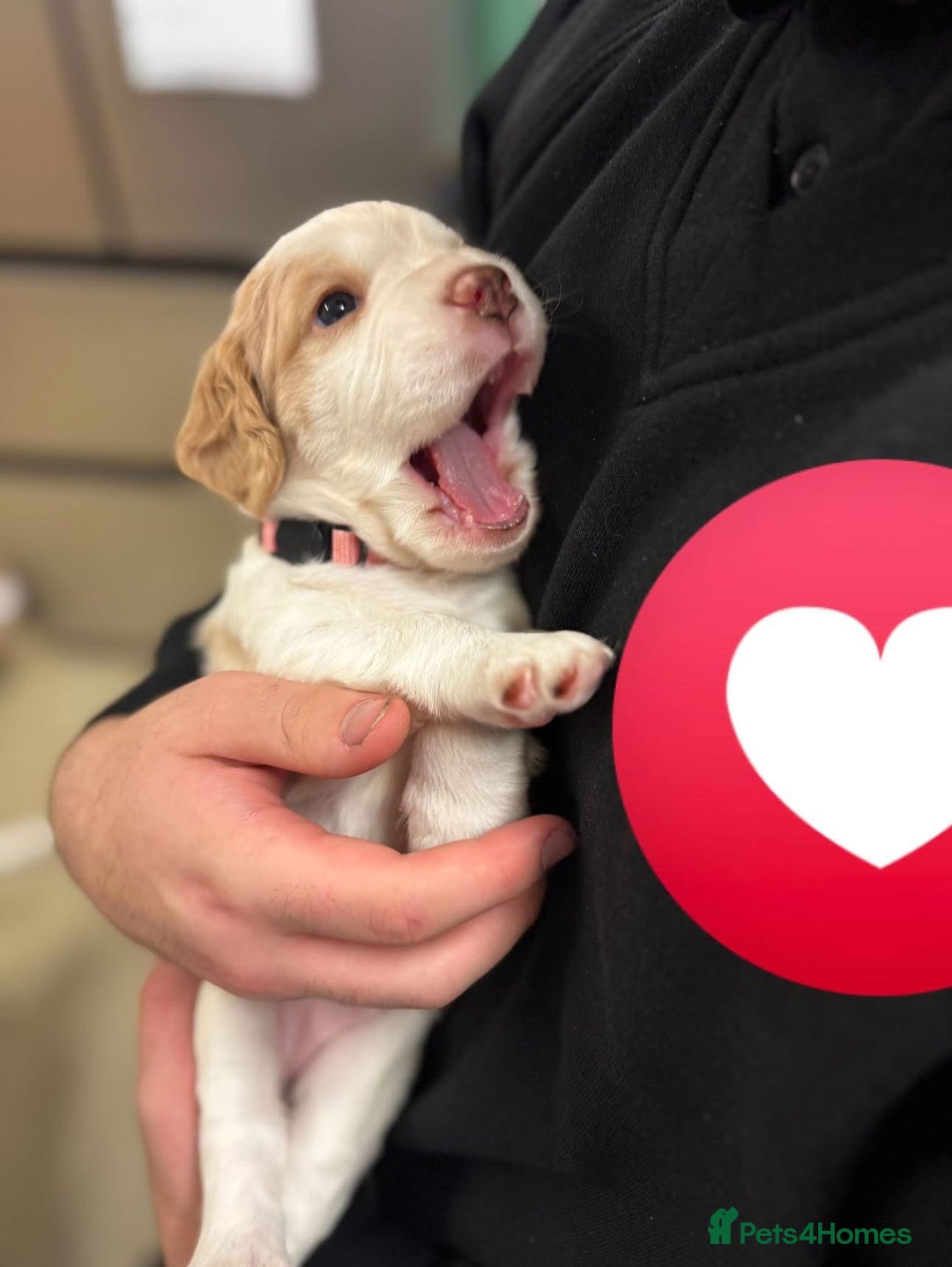 Cocker Spaniel dogs for sale: Last Baby Available - Advert 9