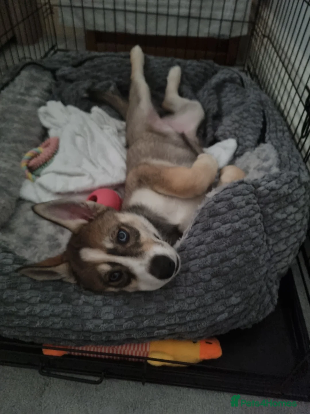 Siberian Husky dogs for sale: Rare Grey Agouti siberian husky  💖 fully insured - Advert 9