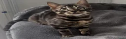 Bengal cats for sale: Exceptional kittens in silver, brown and charcoal - Advert 23