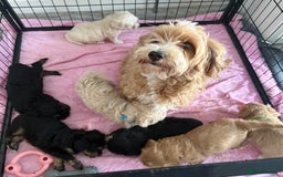 Maltipoo dogs for sale: Beautiful maltipoo puppies - Image 22