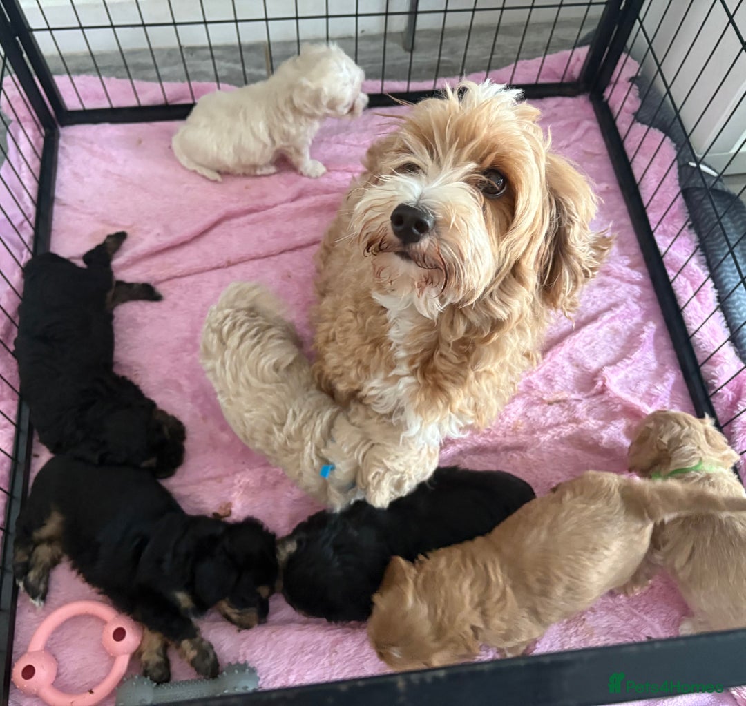 Maltipoo dogs for sale: Beautiful maltipoo puppies - Image 22