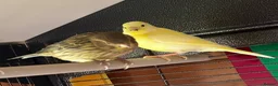 Canaries birds for sale: Fife Canaries - all born this year  - Advert 10