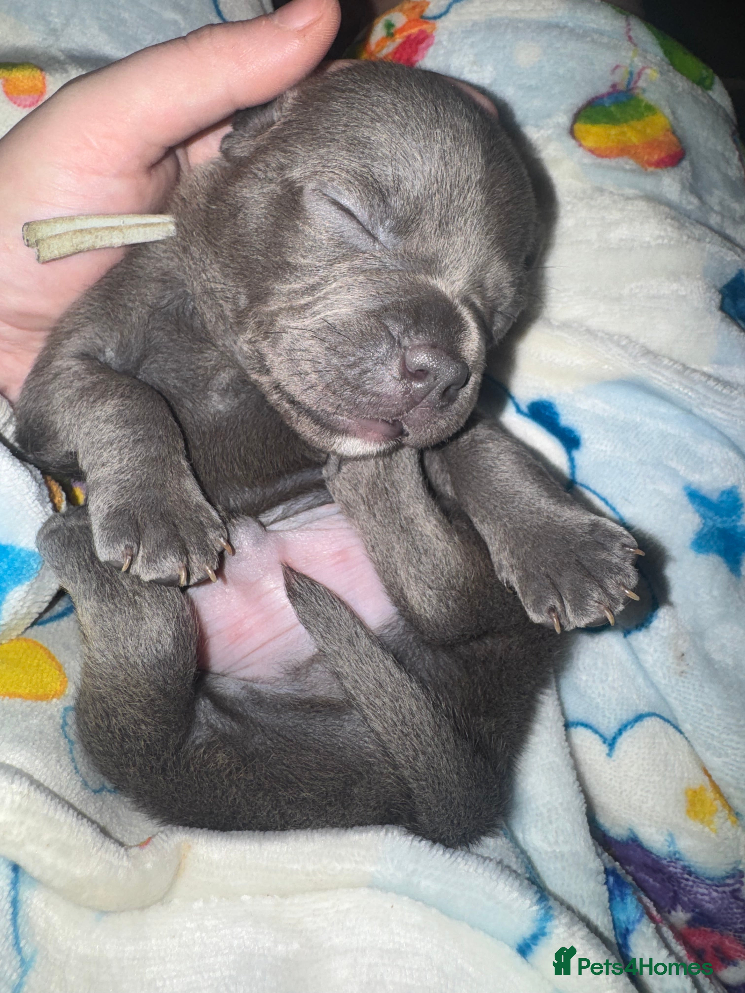 Staffordshire Bull Terrier dogs Solid Blue staff puppies  - Advert 4