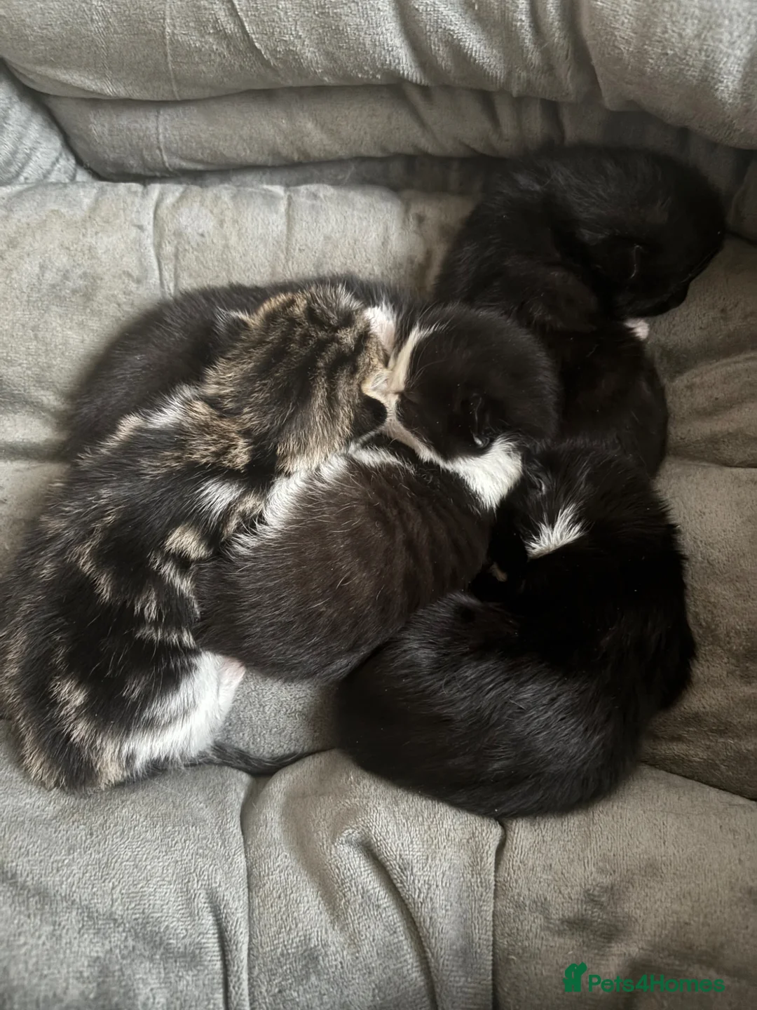 Mixed Breed cats for sale: Three female Kittens.  in Stoke-on-Trent - Advert 5