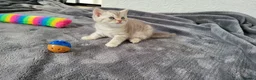 Scottish Fold cats for sale: Beautiful Scottish Fold Kittens - Advert 12