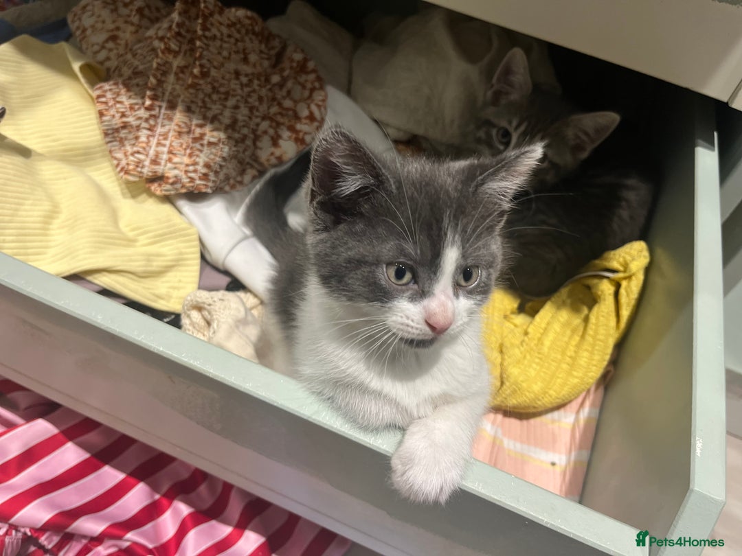 Russian Blue cats for sale: Last little lady  in Waltham Abbey - Image 21