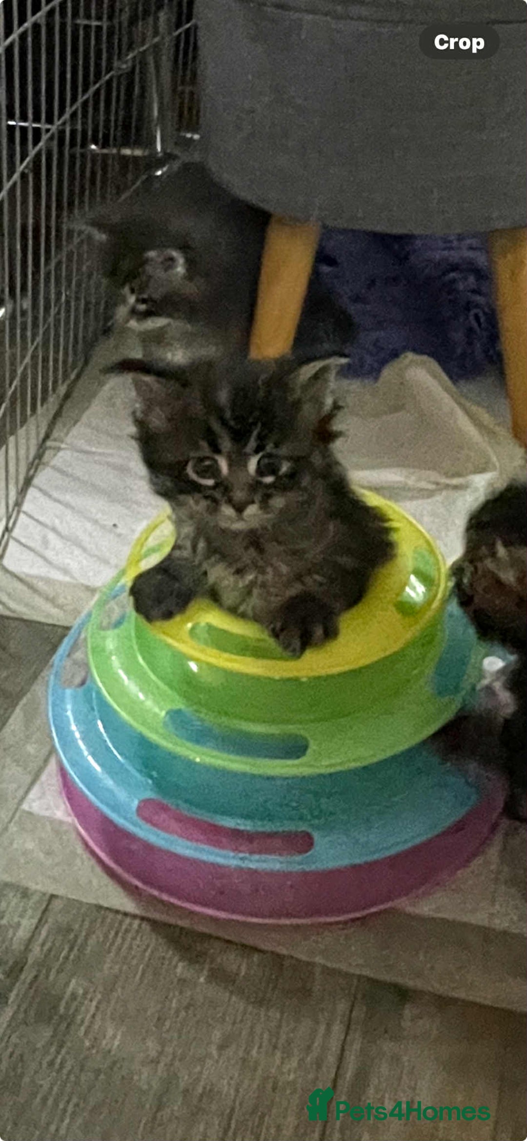 Maine Coon cats for sale: Maine coon kittens  - Advert 6