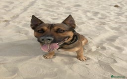 Mixed Breed dogs for sale: Male German sheppard x pocket bully in Wellington - Image 3