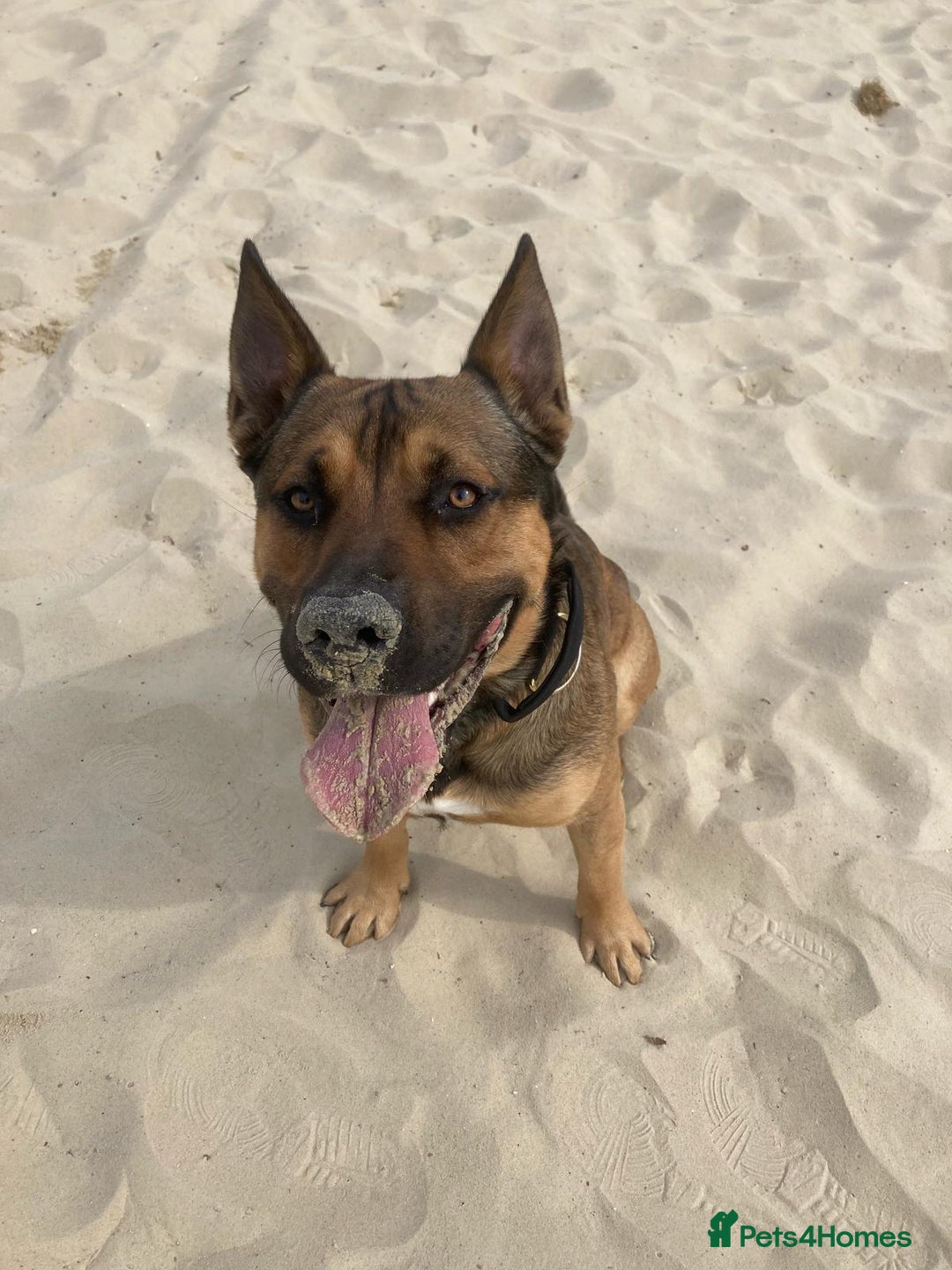 Mixed Breed dogs for sale: Male German sheppard x pocket bully in Wellington - Image 3