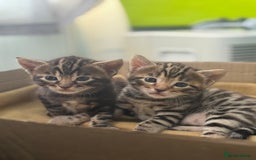 Bengal cats for sale: Mix bengal kittens  - Image 5