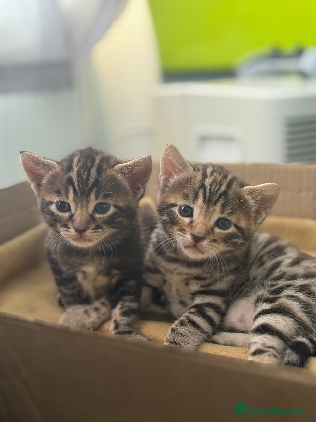 Bengal cats for sale: Mix bengal kittens  - Image 5