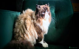 Persian cats for sale: Beautiful and Rare Purebred Persian Kittens - Image 25