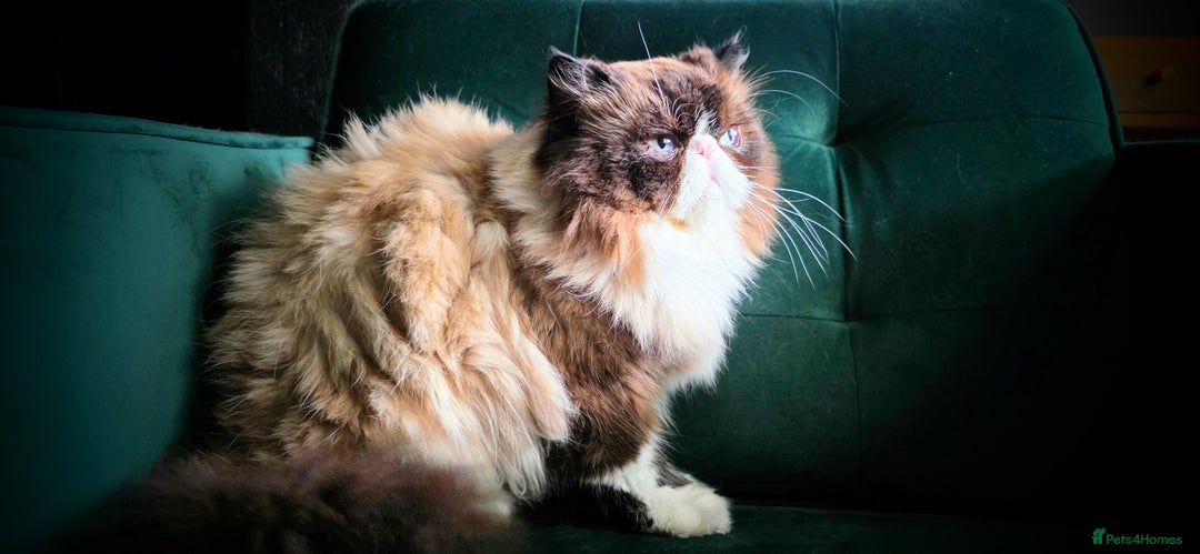 Persian cats for sale: Beautiful and Rare Purebred Persian Kittens - Image 25