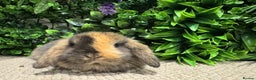 Mini Lion Lop rabbits for sale: 5 mini lops ready to reserve  - Advert 7