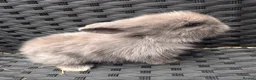 Lionhead rabbits for sale: 2 female lion head  baby bunnies for sale  in Whitchurch - Advert 5
