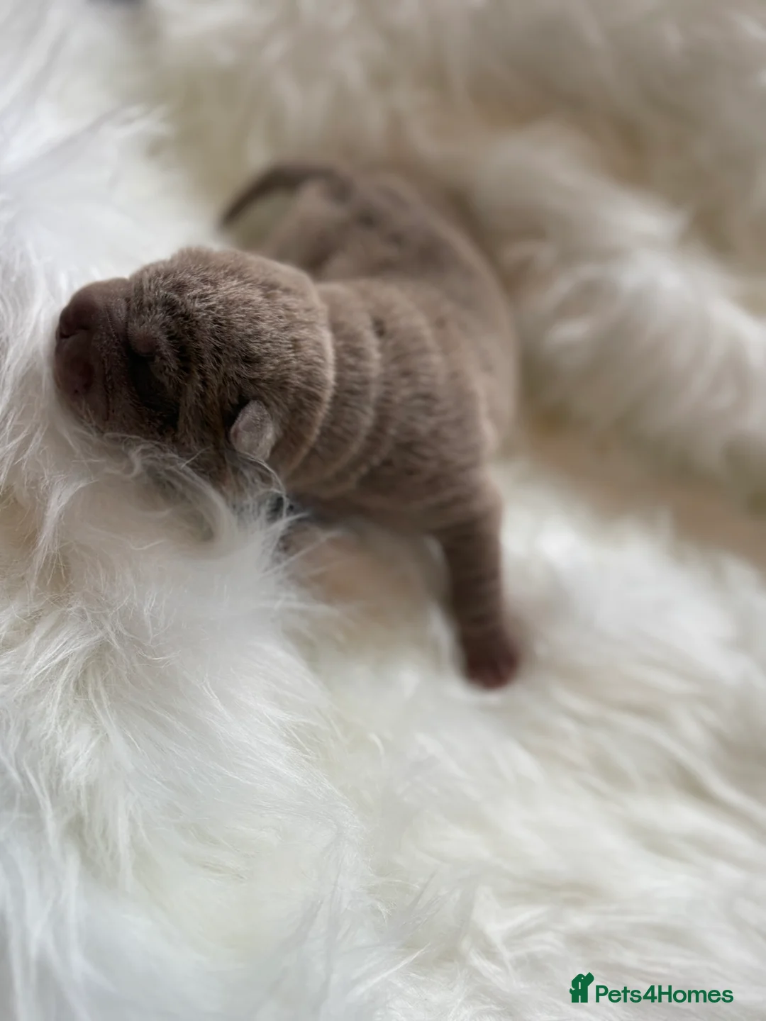 Shar Pei dogs for sale: Stunning rare Shar-Pei puppies  - Advert 12