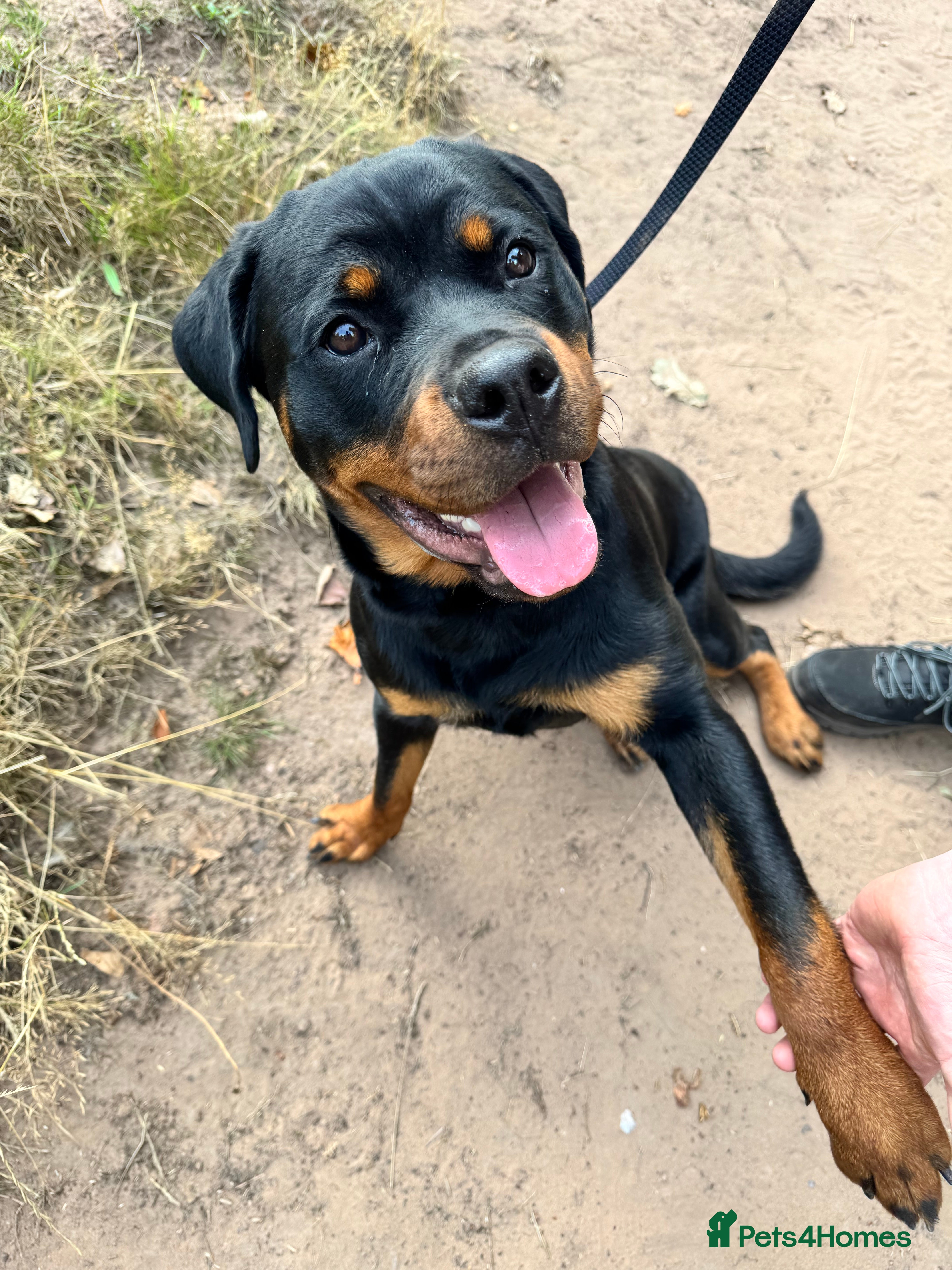 Rottweiler dogs 14 month old female Rottweiler  - Advert 14