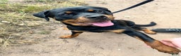 Rottweiler dogs for sale: 14 month old female Rottweiler  - Advert 1
