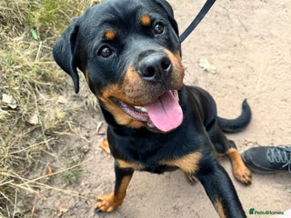 Rottweiler dogs 14 month old female Rottweiler - Advert 1