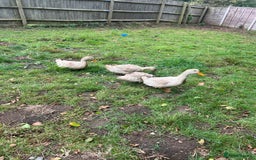 Cockatiels birds for sale: Ducks For Sell  - Image 7