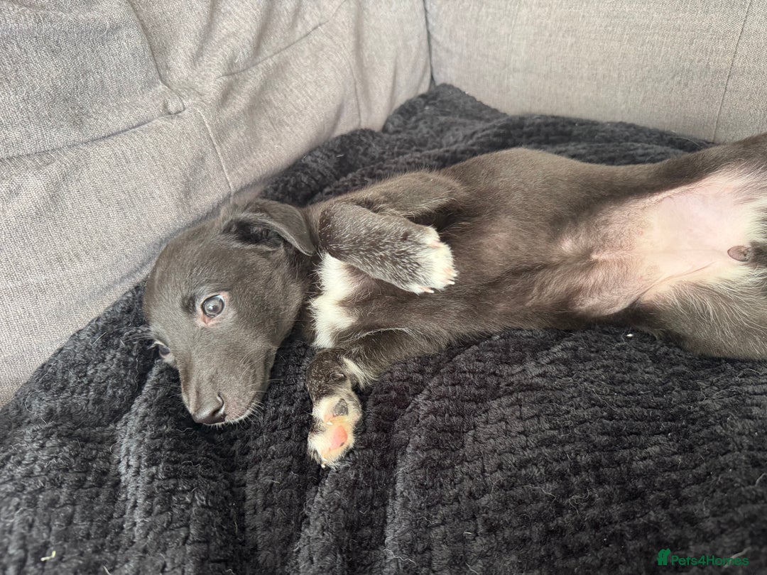 Mixed Breed dogs for sale: German Shepard/husky cross puppies  - Image 13