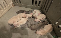 French Bulldog dogs for sale: French bulldog puppy's  - Image 14
