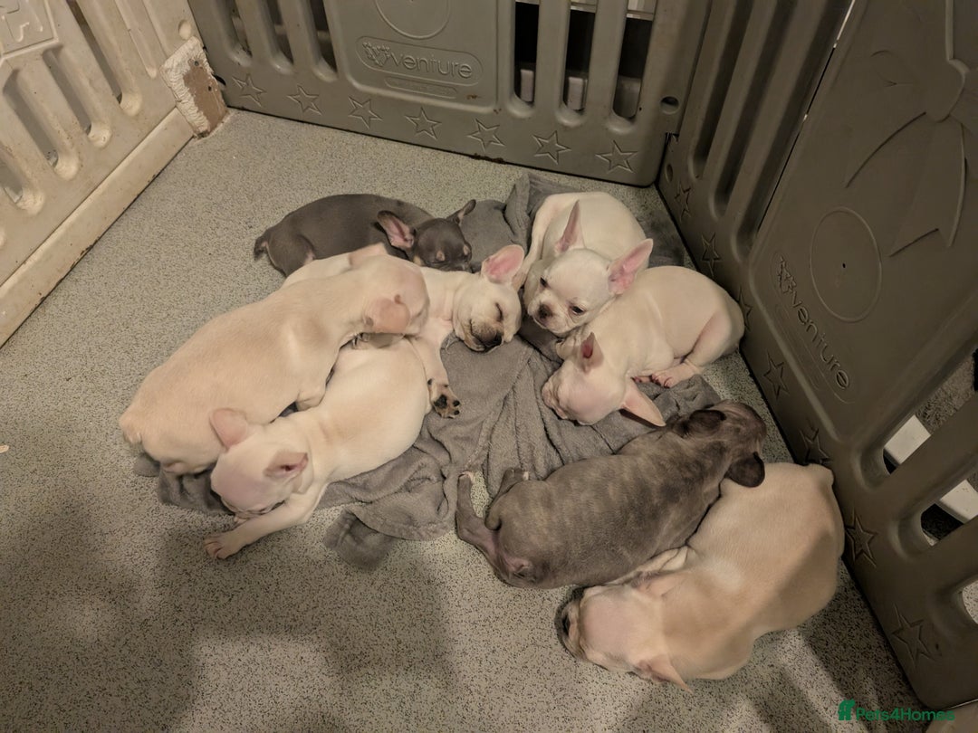 French Bulldog dogs for sale: French bulldog puppy's  - Image 14