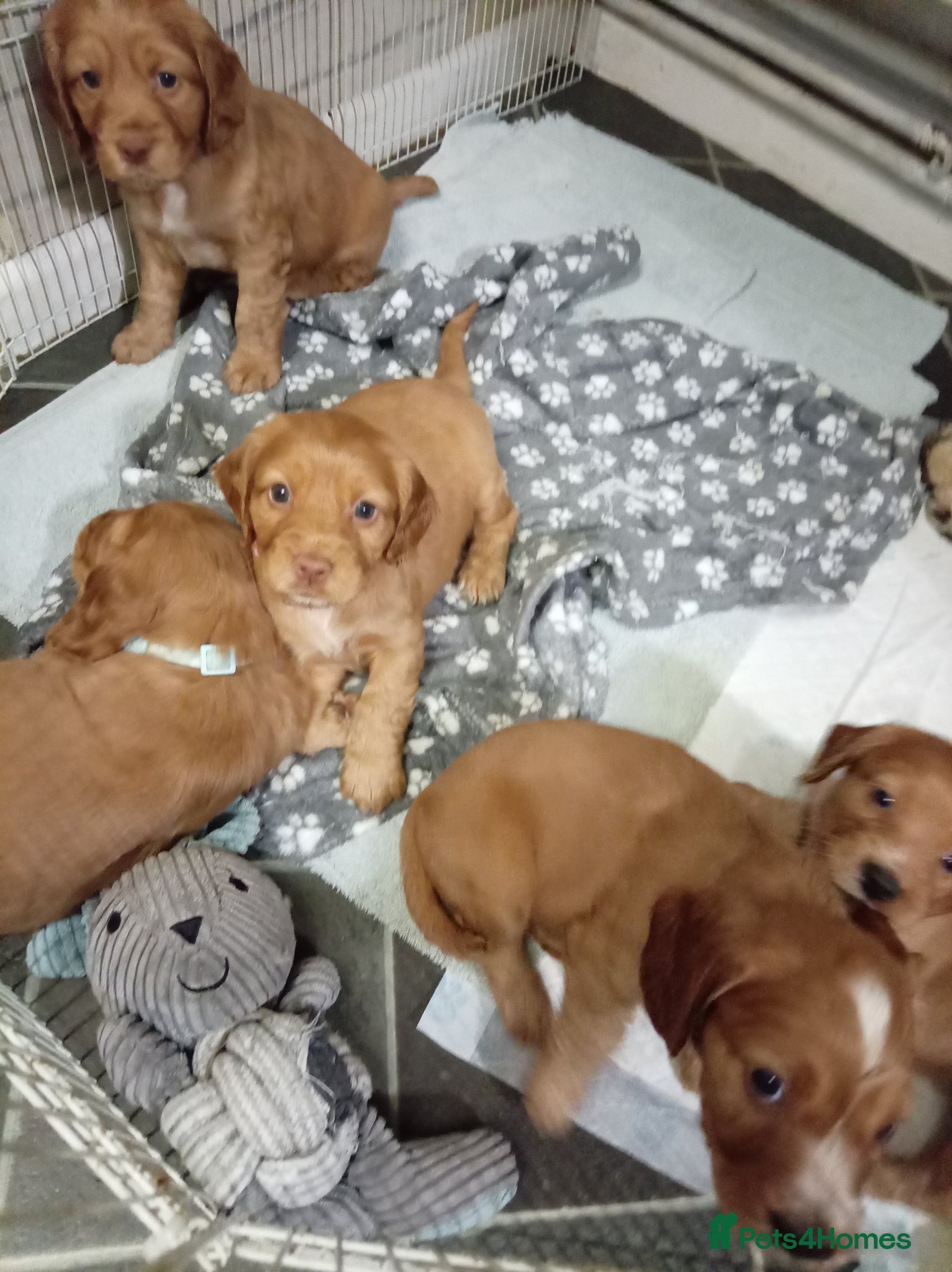 Cocker Spaniel dogs 5 Beautiful Golden Cocker Spaniel Puppies - Advert 2