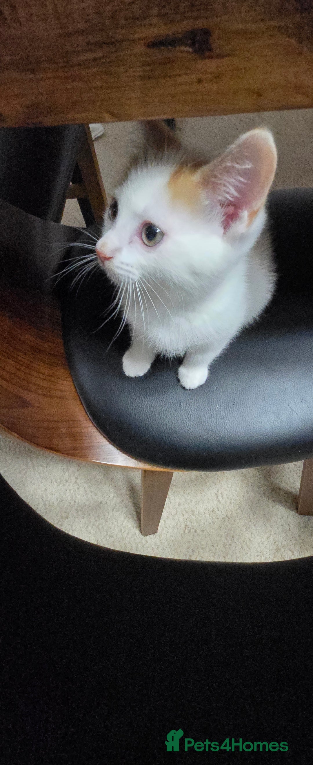 Mixed Breed cats for sale:  Blue eyes Flower pattern mark unique kitten  - Image 15