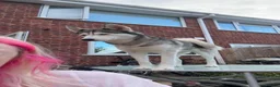 Siberian Husky dogs for sale: 2 Siberian huskies in Huntingdon - Advert 10