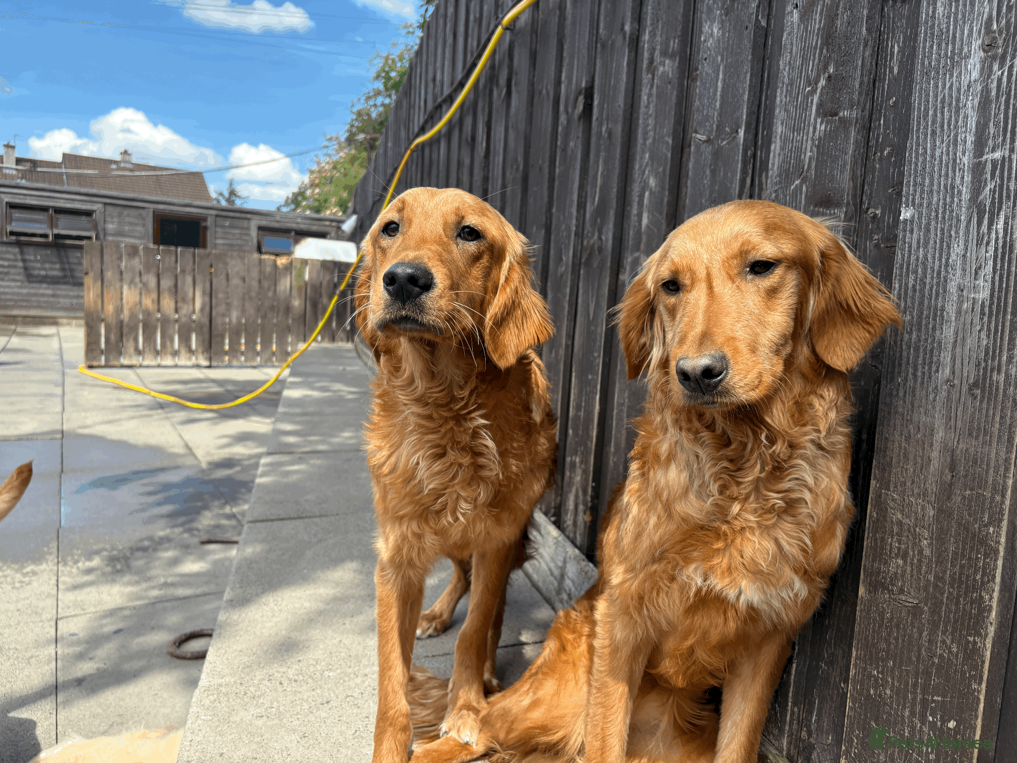 Golden Retriever dogs Working Golden Retrievers for sale - Advert 2