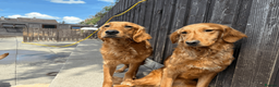 Golden Retriever dogs for sale: Working Golden Retrievers for sale - Advert 2