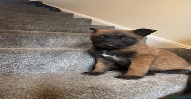 Belgian Shepherd Dog dogs - Advert 15