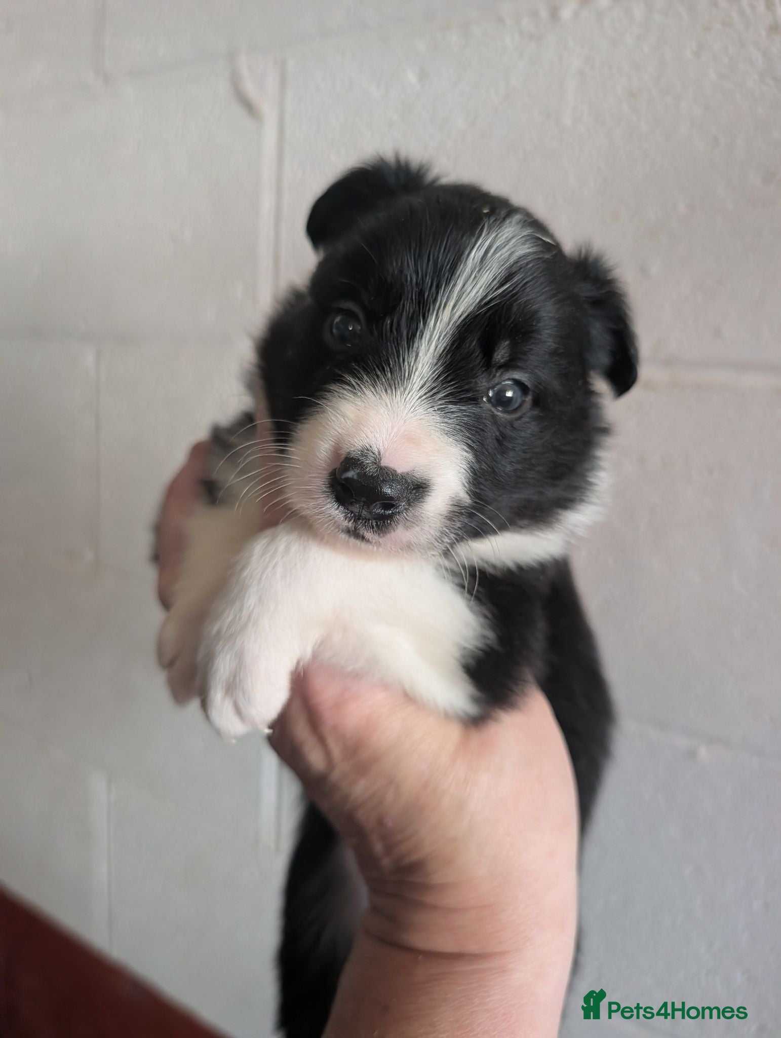 Border Collie dogs Border collie puppies  - Advert 8