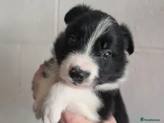 Border Collie dogs Border collie puppies - Advert 2