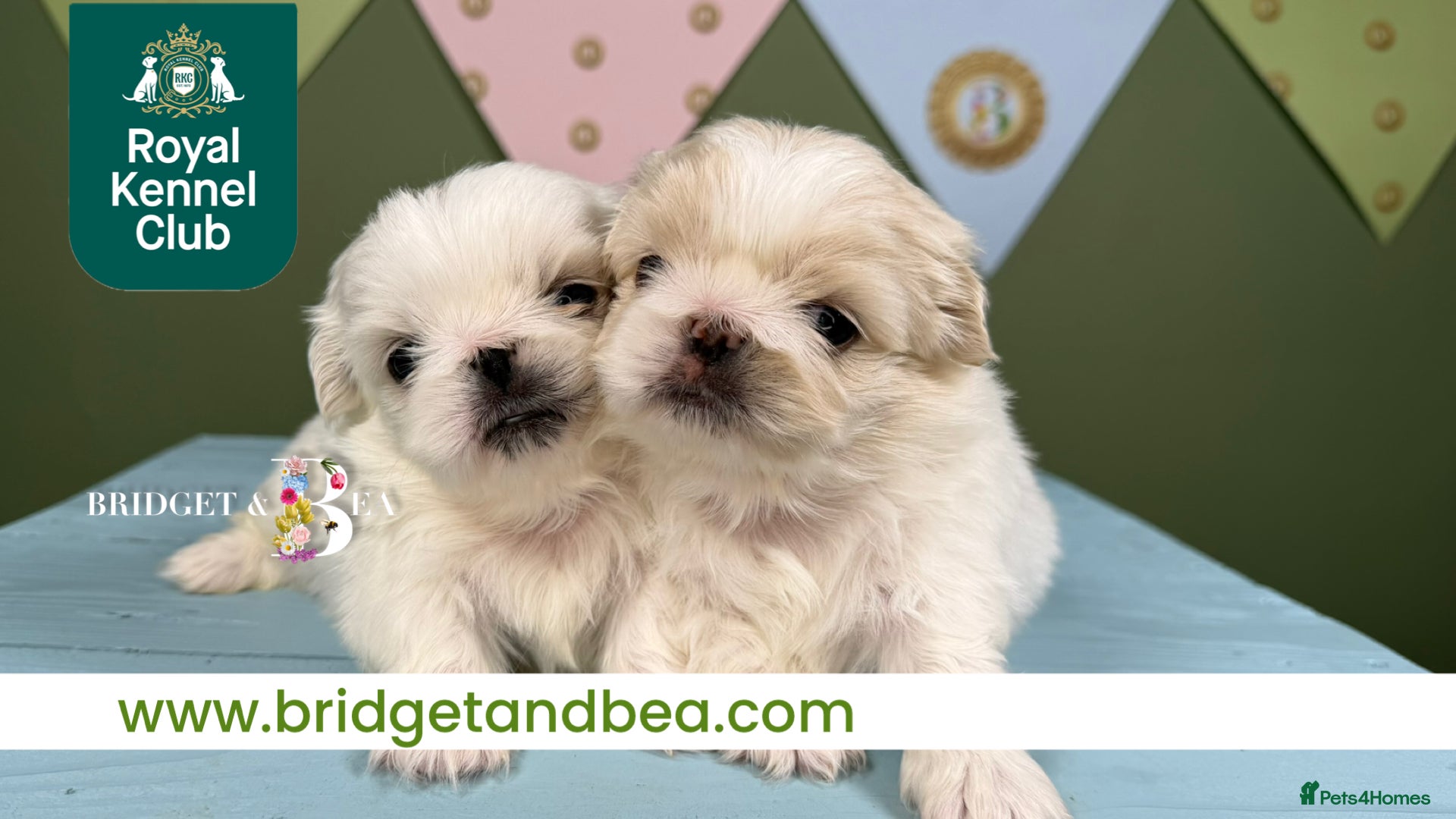 Pekingese dogs 💙ONLY 1 CREAM BOY LEFT💙 - Advert 6
