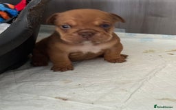 English Bulldog dogs for sale: Beautiful English bulldog puppies - Image 9