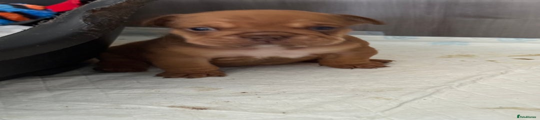 English Bulldog Puppy 3