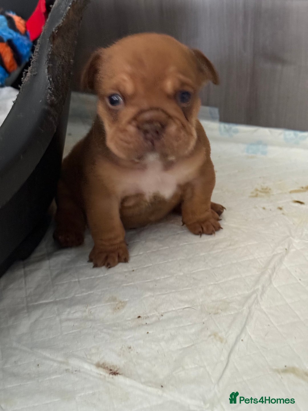 English Bulldog dogs for sale: Beautiful English bulldog puppies - Image 9