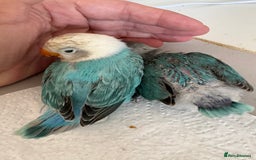 Lovebirds birds for sale: Hand-Reared Baby Lovebirds - Pair (DNA) - Image 4